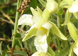 epipactis-palustris3