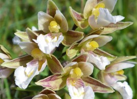 epipactis-palustris4