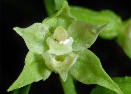 epipactis-phyllanthes7
