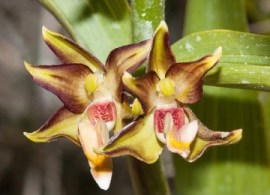 epipactis-purpurata106