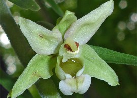 epipactis-purpurata10