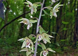epipactis-purpurata17