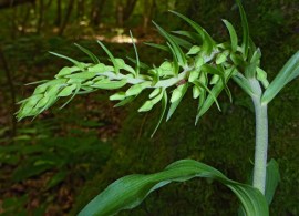 epipactis-purpurata3