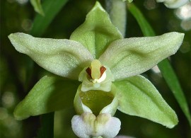 epipactis-purpurata9
