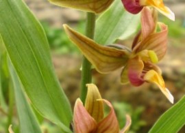 epipactis_gigantea