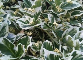 euonymus-fortunei-emerald-gaiety