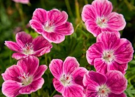 geel_0_geranium_elke_vp.1491332387