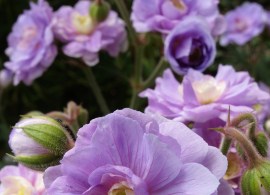 geranium-summer-skies-3
