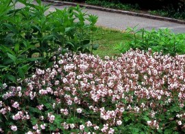 geranium_cantabrigiense_biokovo__2_kopier