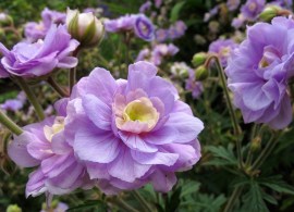 geranium_summer_skies_gernic_2_nrbcg_2x3_1024x1024