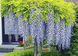 gliciniya-kitayskaya-blu-sapfir_1