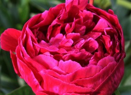 granat_0142252