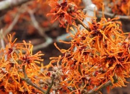 hamamelis_aphrodite_6074