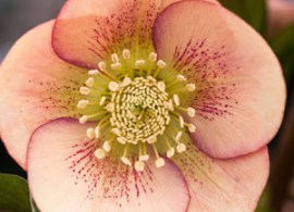 hellebore-single-spotted-apricot-peach-pplhelssa