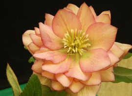 helleborus_amber_gem_5b