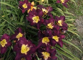 hemerocallis_ella_lugosi