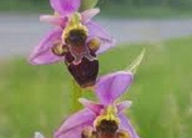 himantoglossum-comperianum9