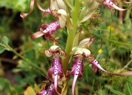 himantoglossum_caprinum_griechenland_187_30.5