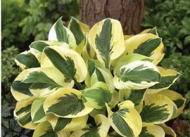 hosta-brim-cup_4