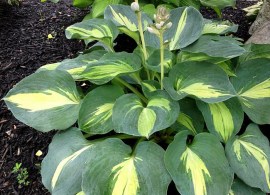 hosta-dream-queen_1