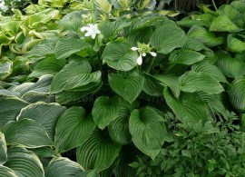 hosta-grandiflora_1