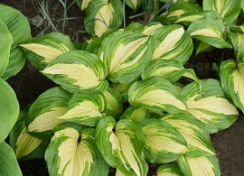 hosta-raspberry-sundae_1