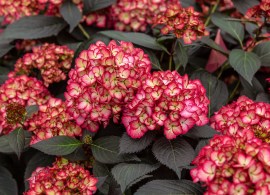 hydrangea-eclipse-first-editions