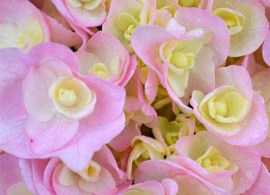 hydrangea-macrophylla-doppio-nuvola-01_2