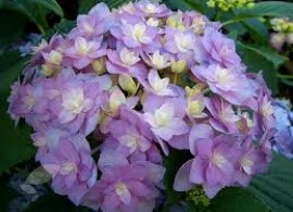hydrangea-macrophylla-expression-gortenziya-krupnolistnaya-ekspreshen1
