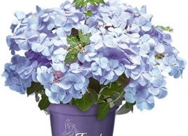 hydrangea-macrophylla-french-bolero-blue-02