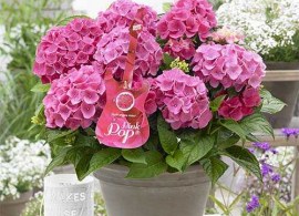 hydrangea-macrophylla-pink-pop-01