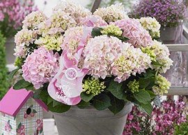 hydrangea-macrophylla-soft-pink-salsa-01