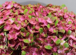 hydrangea-magical-green-fire-60cm-3