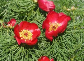 images42