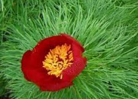images49