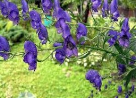 images86