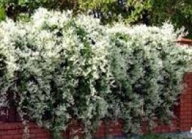 images9