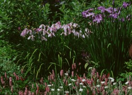 iris-laevigata-rose-queen-153922-2