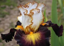 iris-super-hero5