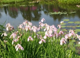 iris_ensata_rose_queen