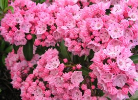 kalmian-latifolia-ewa-ericaceae-lorbeerrose