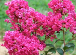 lagerstroemia-opisanie