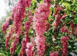lilak-zwisajacy-syringa-reflexa-bez-sadzonka-p9