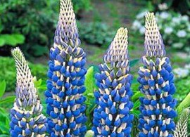 lupine-the-governor-russell-hybrid-lupinus-x2