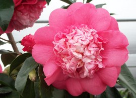 m_6x4_camellia-j.-chandleri-elegans