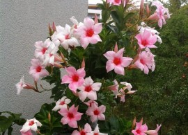 mandevilla-04