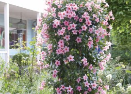 mandevilla-sanderi-sundaville-cream-pink_17026_1