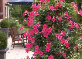mandevilla-sanderi-sundaville-pink_32012_3