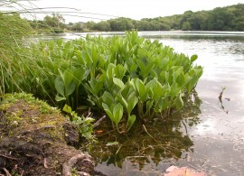 menyanthes-trifoliata-habit_bb