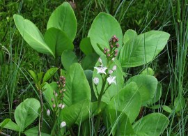menyanthes-trifoliata-habit_kp